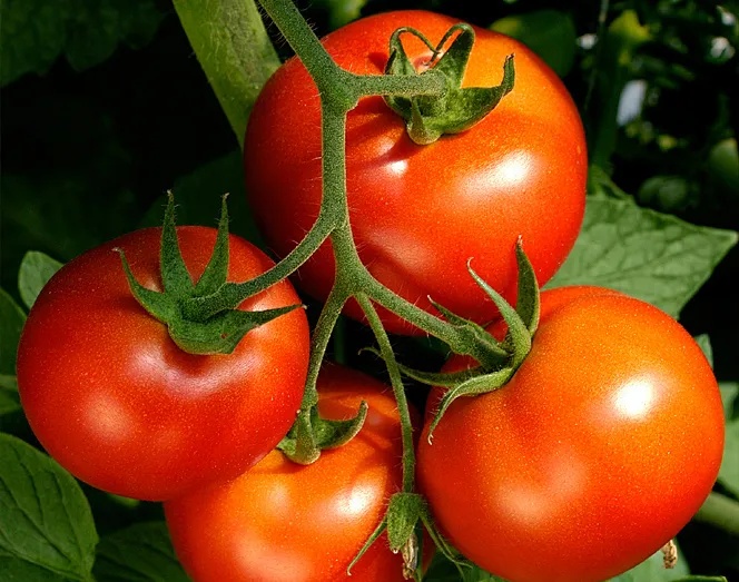 Senta Energia Co., Ltd.